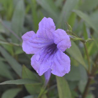 Mexican Petunia