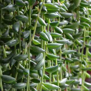 Senecio String of Bananas