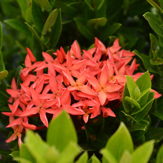 Dwarf Red Ixora