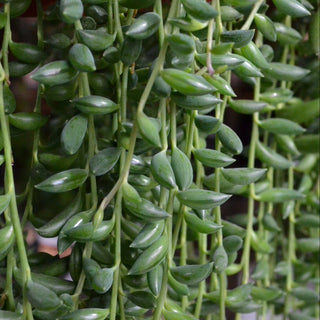 Senecio String of Bananas