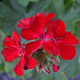 Geranium Dynamo Dark Red