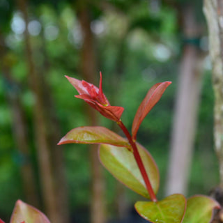Miss Sandra Crape Myrtle
