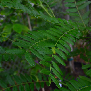 Honey Locust