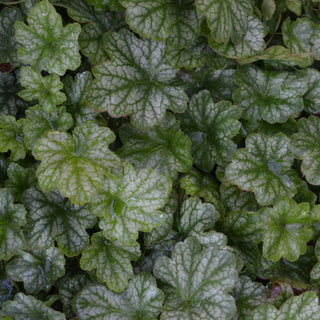 Eternal Flame Heuchera
