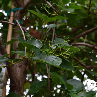 Chinese Fringe Tree