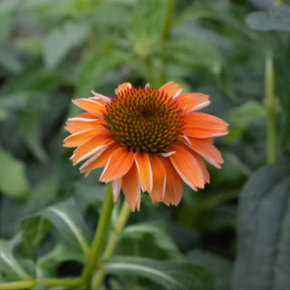 Echinacea Cheyenne Spirit