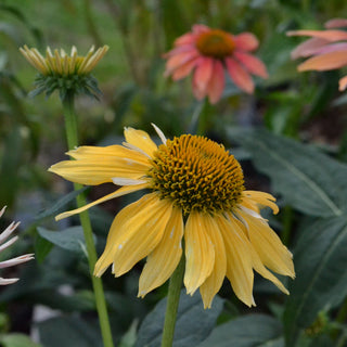 Echinacea Cheyenne Spirit