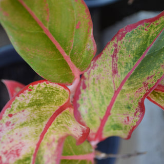 Aglaonema Aurora