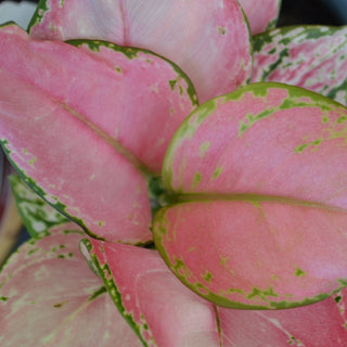 Aglaonema Ruby