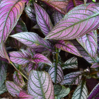 Persian Shield