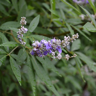 Vitex Butterfly Bush