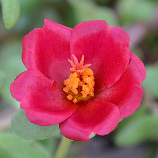 Portulaca SeaGlass Red