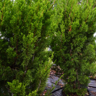 Brodie Juniper