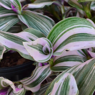 Tradescantia Pink and White
