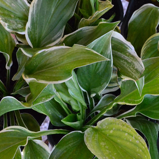Hosta