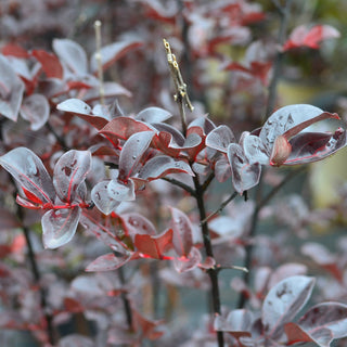 Black Diamond® Pure White Crape Myrtle