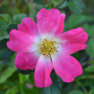 Pink Drift® Rose