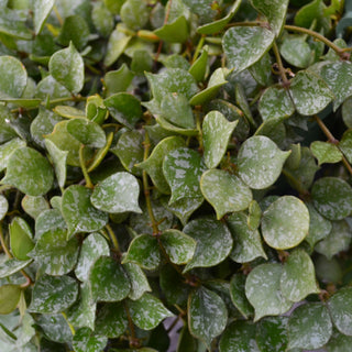 Hoya Curtsii