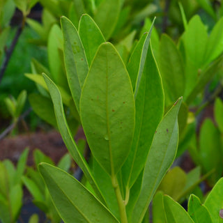 Yellow Anise