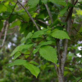 American Elm