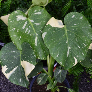 Monstera Thai Constellation