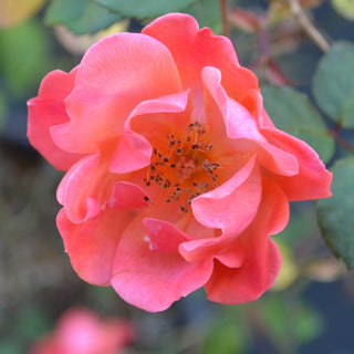 Coral Knock Out® Rose