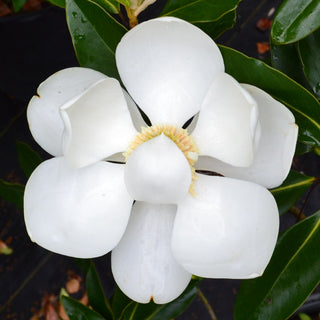 Little Gem Magnolia