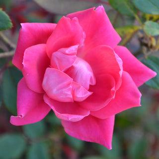Pink Double Knock Out® Rose