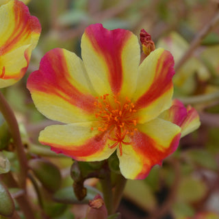 Portulaca ColorBlast Mango Mojito