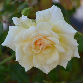 White Drift® Rose