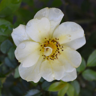 Lemon Drift® Rose