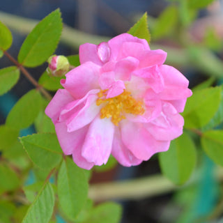 Assorted Climbing Rose with Trellis