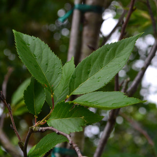Yoshino Flowering Cherry Tree
