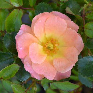 Peach Drift® Rose