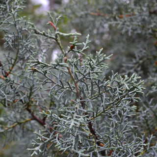 Carolina Sapphire Cypress