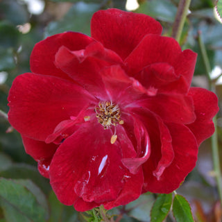 Red Knock Out® Rose