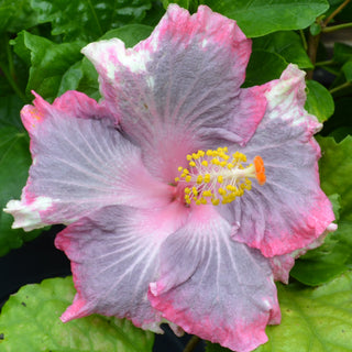 Cajun Hibiscus - Beau Peep