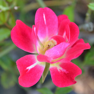 Red Drift® Rose