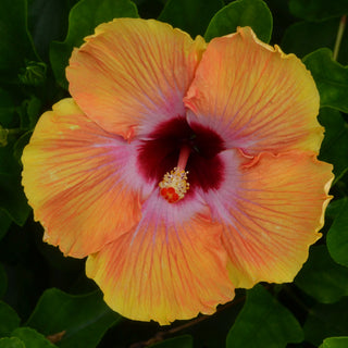 Fiesta Hibiscus