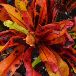 Croton Mammy