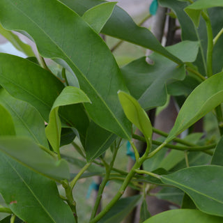 Sweet Bay Magnolia