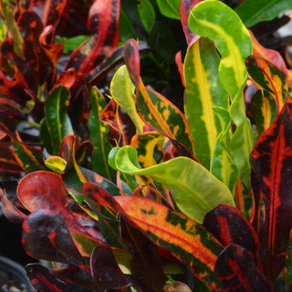 Croton Mammy