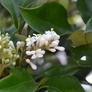 Recurve Ligustrum