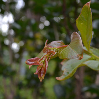 Miss Francis Crape Myrtle