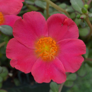 Portulaca Pazzaz Nano Tropical Punch