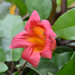 Bignonia Crossvine 'Tangerine Beauty'