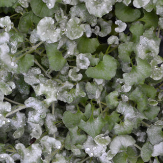 Dichondra Silver Surfer