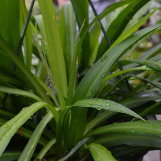 Chlorophytum Green Irish