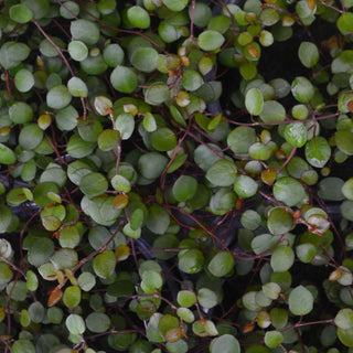 Big Leaf Wire Vine