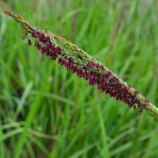 Fakahatchee Grass (Various Sizes)